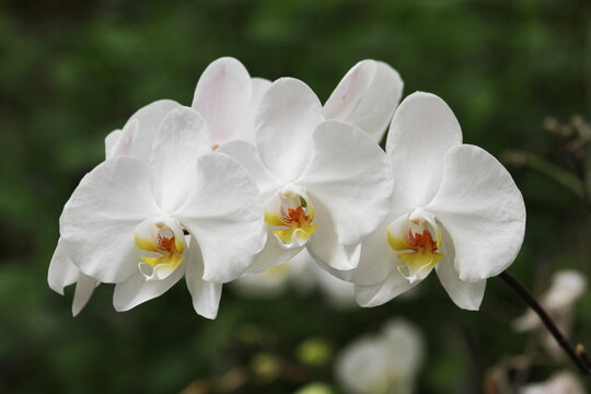 Elegant White Phalaenopsis Orchids Shallow Focus