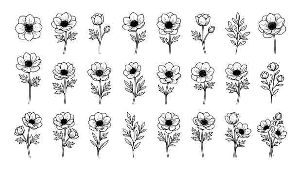 Elegant Marigold botanical outline vector illustration set