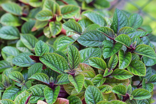 Lush Plectranthus Foliage Vibrant Green and Purple Texture