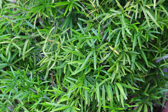 Lush Green Tropical Aralia Plant Foliage
