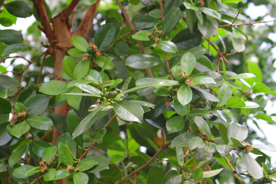 Vibrant Ficus Microcarpa Foliage Developing Syconia