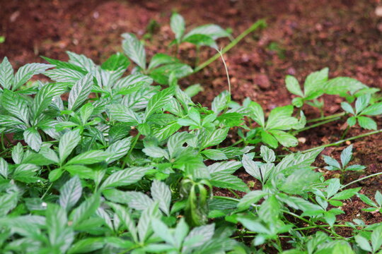 Vibrant Green Gynostemma Pentaphyllum Plants in Soil