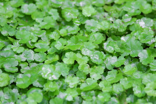 Lush Marsh Pennywort Foliage Macro Detail