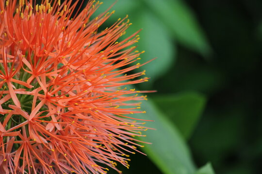 Vibrant Blood Lily Bloom Macro Detail