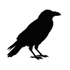 Fototapeta premium A solitary black crow silhouette perches with wings slightly spread on a clean white background.