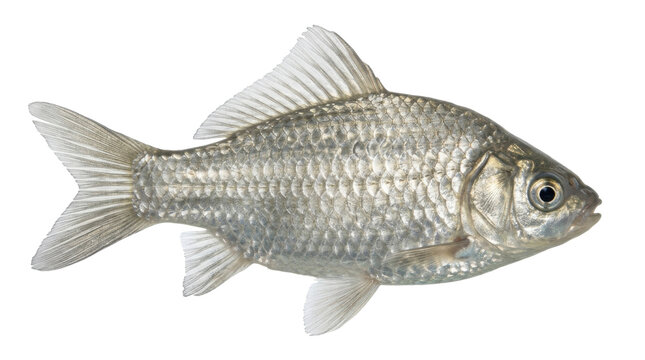 Crucian carp swimming sideways isolated on a transparent background PNG image file