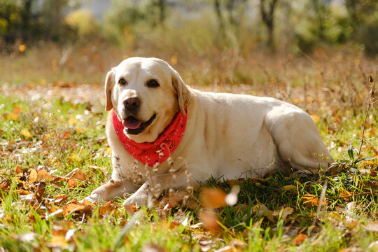 A walk with my beloved Labrador in the park in autumn. An autumn walk with my beloved dog.