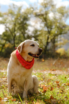 A walk with my beloved Labrador in the park in autumn. An autumn walk with my beloved dog.