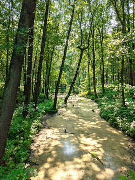 Sun Dappled Water Path Through Verdant Forest