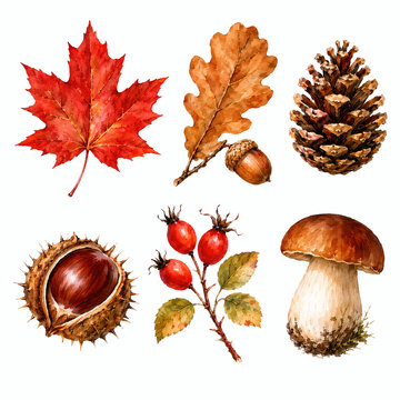 Watercolor autumn nature clipart set with leaves, pinecone, chestnut, and mushroom. Illustration isolated on white background for fall design