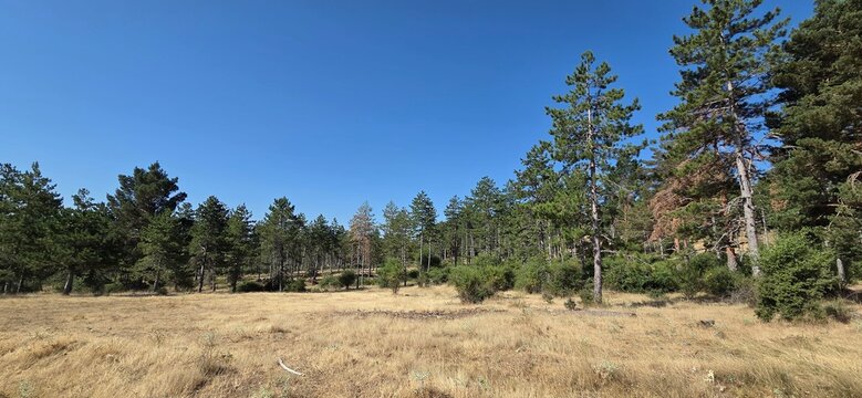 Pastos junto a los bosques de Guadalajara