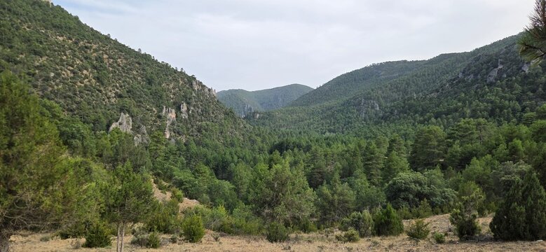 Bosque de pinos mediterr&aacute;neos entre sierras