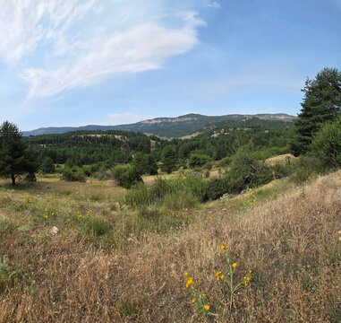 Pastos junto a los bosques de Guadalajara