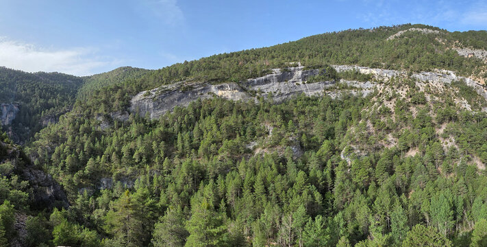 Bosques de pinos del Alto Tajo