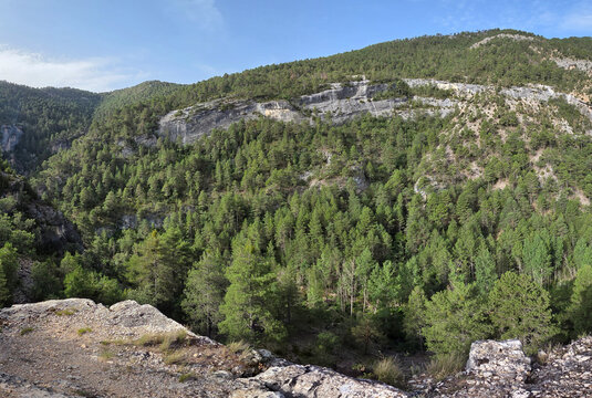 Bosques de pinos del Alto Tajo