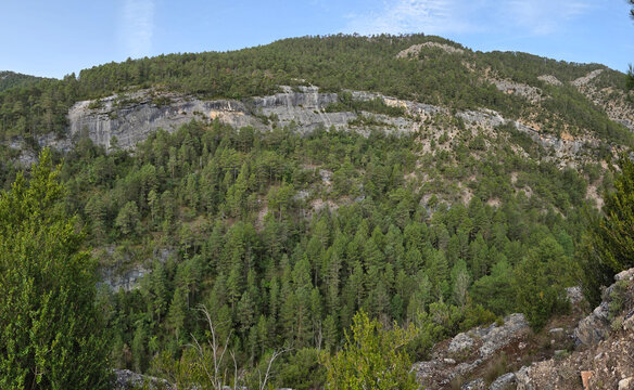 Bosques de pinos del Alto Tajo