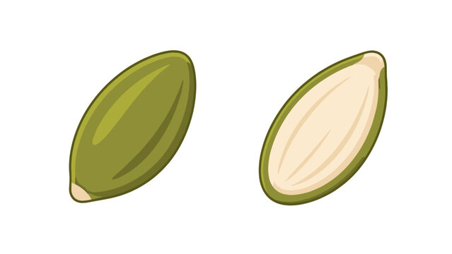 Pumpkin seed and peeled kernel vector illustration on white