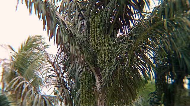Sugar palm tree (Arenga pinnata) with abundant bunches of green fruits.