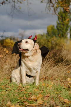 A walk with my beloved Labrador through an autumn park. An autumn walk with my beloved dog in a Halloween costume.