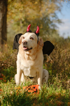 A walk with my beloved Labrador through an autumn park. An autumn walk with my beloved dog in a Halloween costume.