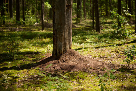 Anthill Built Around Tree Trunk on Forest Floor