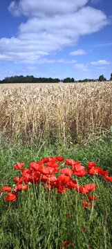 Mohnblumen am Feldrand