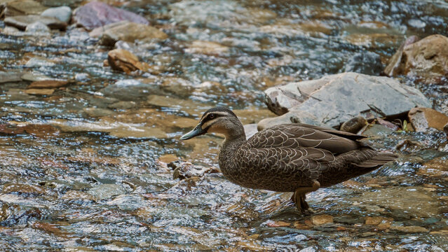 Pacific Black Duck standing on a creek bed (Anas superciliosa), brown plumage and distinctive striped head pattern. The species is a dabbling duck commonly found in Indonesia, New Guinea, Australia.