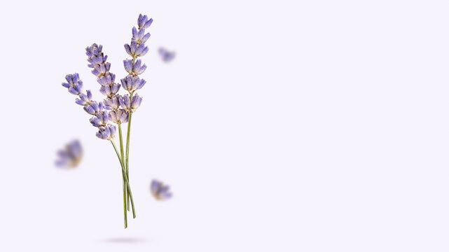Lavender dried flowers flying on light purple background. Creative concept aromatherapy supporting wellness and relaxation, calm mood. Stress relief, sleep through natural therapy. Copy space, banner