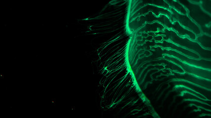 jellyfish close up under water deep © Юрий Крылов