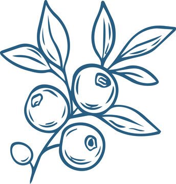 Blueberry branch sketch. Hand drawn huckleberry or cranberry outline illustration. Botanical line art engraved vector element for summer berry design.