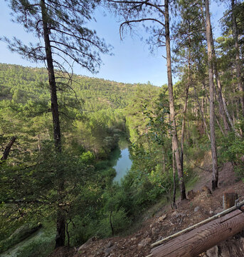 Rio Tajo visto desde el bosque de pinos