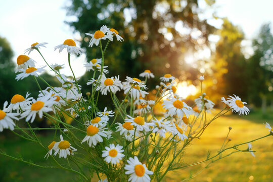 Beautiful chamomile flowers close up on summer natural sunny background. gentle rustic landscape with daisy flowers. symbol of beauty and pure nature. Peaceful, relax, harmony atmosphere. soft focus