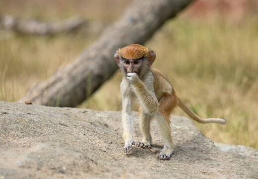 Common patas monkey (Erythrocebus patas)