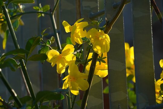 Winter jasmine, or Jasminum nudiflorum, yellow flowers, glowing in the sunlight