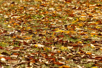 Obraz premium Green grass covered with colorful fallen autumn leaves.