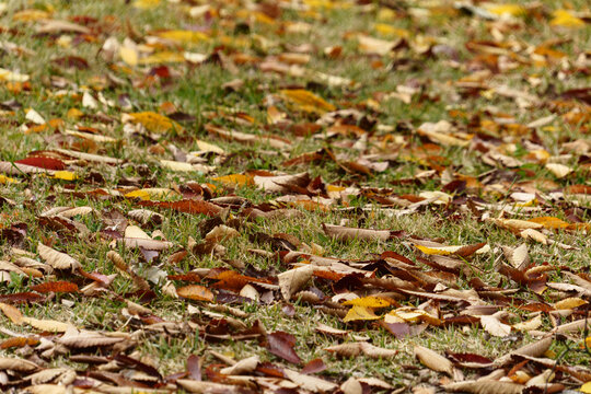 Dry fallen autumn leaves scattered on green lawn.