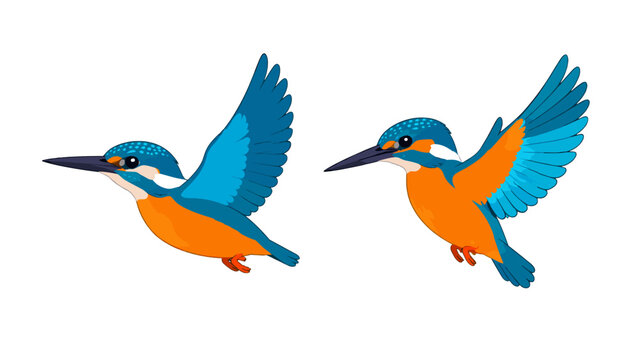 Two blue and orange kingfishers in flight vector illustration