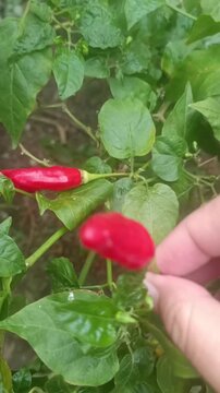 Close-up of a hand picking red chili peppers from a lush green plant. Fresh organic harvest in a garden.