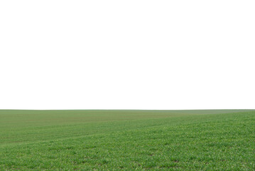 Obraz premium Green field as a background. Green grass in spring isolated on white background.