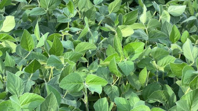 Lush green soybean plants growing in field