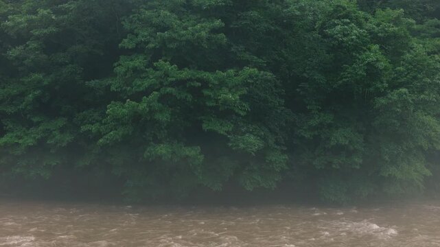 Brown muddy river flowing through a lush green forest