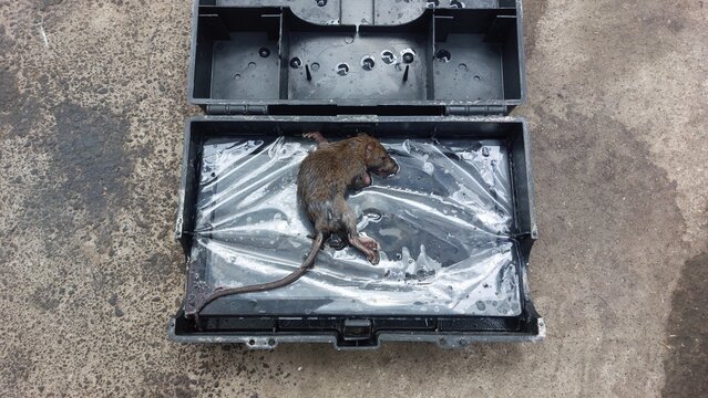 Dead rat caught in a plastic trap inside an open black storage box on the concrete ground