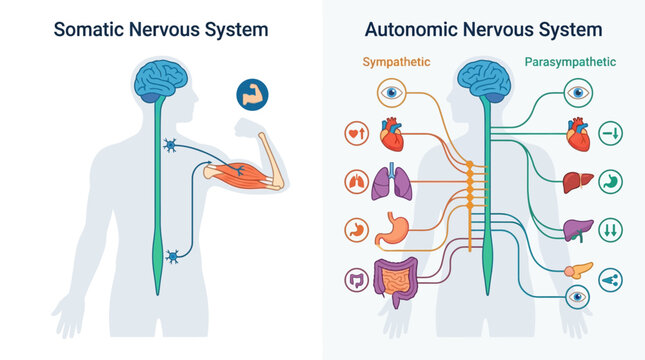 Human Nervous System Infographic comparing somatic and autonomic divisions ideal for medical education and biology textbooks.