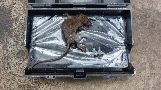 Dead brown rat caught in a plastic-lined pest control trap box