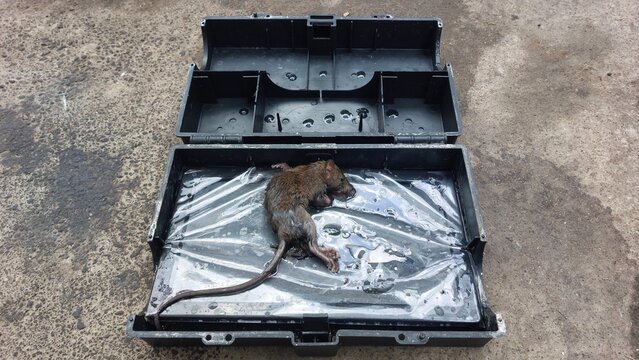 A deceased rat lies caught within an open adhesive pest trap, indicating a successful rodent control measure in an outdoor environment, addressing a common urban pest challenge