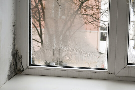 Mold occupies wet plaster near window frame. Black mildew indicates bad ventilation system within room area. Dangerous mold requires professional remediation treatment for domestic safety.