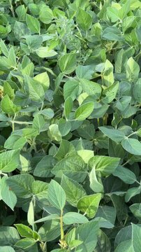 Green soybean plants growing in agricultural field