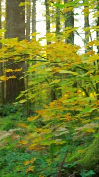 Moving through the lush green forest. Stunning Canadian nature.