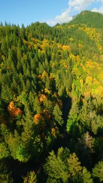 FPV Aerial view of colourful forest on mountain slopes. Harrison Lake, Canada