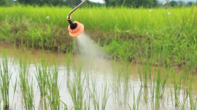 Close-up of a water sprayer irrigating young rice seedlings in a flooded paddy field in rural Thailand. The image represents sustainable agriculture, crop management, irrigation systems, rice cultivat